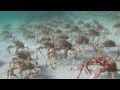 Video of Spider crab