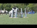 Meet the team (Spotty and Boo)