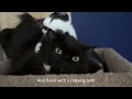 How to exercise with your cats!