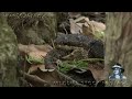 Cottonmouth vs Rattlesnake 01 - Cottonmouth eats Rattlesnake