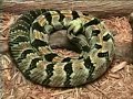 HOT LAND SURVIVAL: Aircrew Survival Training - Survivalist Desert Climate