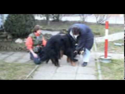dogs mating. dogs mating videos and