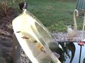 Fischbrücke zum Durchschwimmen der Fische