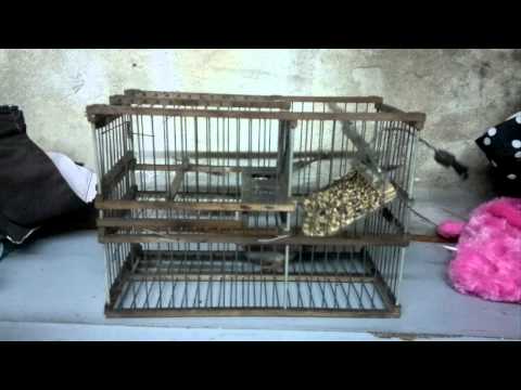 Jaulas+Para+Pajaros+De+Miami Jaulas Para Pajaros De Miami http://musikadisco.com/videos/ver/jaula ...