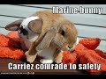 LOL Rabbits