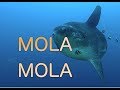 Mola Mola | Ocean Sunfish