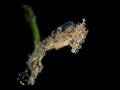 Video of Pipefish