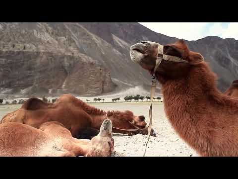 Amazing Leh Ladakh