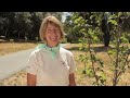 Pruning Cherry Trees and Pruning Apricot Trees - Summer