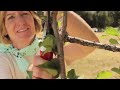 Pruning Cherry Trees and Pruning Apricot Trees - Summer