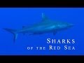 SHARKS OF THE RED SEA | 