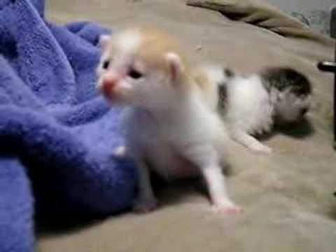 youtube funny cat videos. Cat On Trampoline Funny