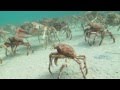 Spider Crab Disco | Spider Crab