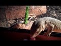Savannah Monitor Caresheet + Monitor Lizards Tripoding for food
