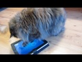 Friskies Cat Fishing Game on Ipad with Faylinn and Elfy