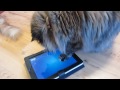 Friskies Cat Fishing Game on Ipad with Faylinn and Elfy
