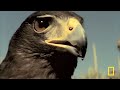 Harris's Hawks vs. Jackrabbit