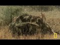Harris's Hawks vs. Jackrabbit