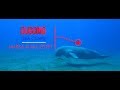 Diving with Dugongs in Egypt | Dugongs