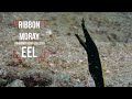 Juvenile Ribbon Eel | Jet Black Ribbon Eel