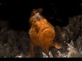 Orange Painted Frogfish | Painted Frogfish