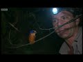 Kingfisher close-up - Deadly 60 - BBC