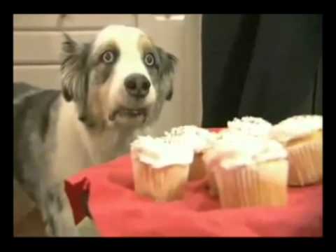 stains cupcake dog