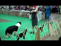 2012 BCSA National- Best In Puppy Sweeps