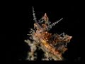 Video of Eubranchus mandapamensis