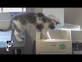 Улетные кошки и собаки Приколы с животными