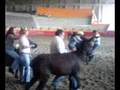 Fiestas Tema de Integracion Eventos Lienzos Charros