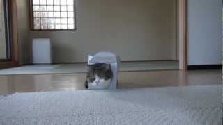 Youtube Maru The Cat Small Box