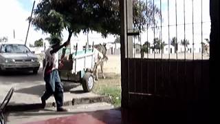 Um burro a estacionar