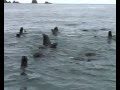Купание морских котиков возле острова Беринга