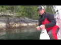 Saltwater Salmon Fly Fishing - Fighting Big Coho