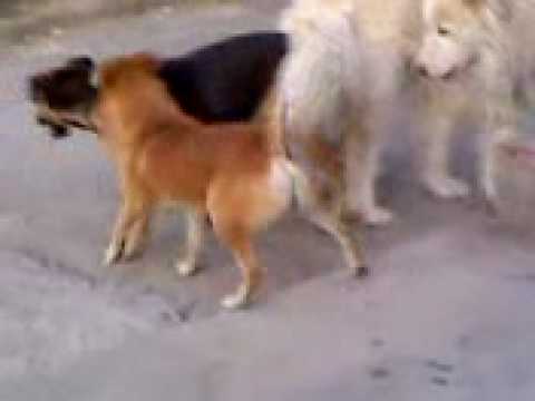 amor es perros. El Amor De Perros; amor es perros. To #39;amor De Perros#39;