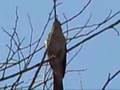 A nightingale