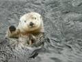 Nyac: famous holding-hand otter dies