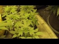 (WEEK 3) 4x8 Medical Marijuana Grow Tent 2x600 Watt -Platinum Bubba Week 3 Veg