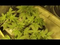 (WEEK 3) 4x8 Medical Marijuana Grow Tent 2x600 Watt -Platinum Bubba Week 3 Veg