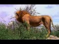 Суперхищник - лев