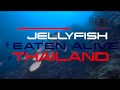 Jellyfish Eaten Alive | 