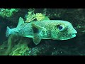 Video of porcupine fish