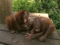 Little baby orangutans get scared