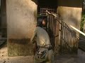 Little baby orangutans get scared
