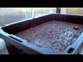 My First Aquaponic Garden