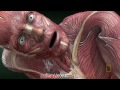 Extraordinary Humans: Muscles