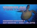 Saba & St. Kitts Sea Turtles | Various Sea Turtles