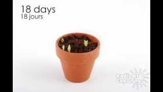 Semis de cactus : comment récupérer des graines et les faire germer ?