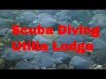 Diving with The Utilia Lodge May 2015 | 